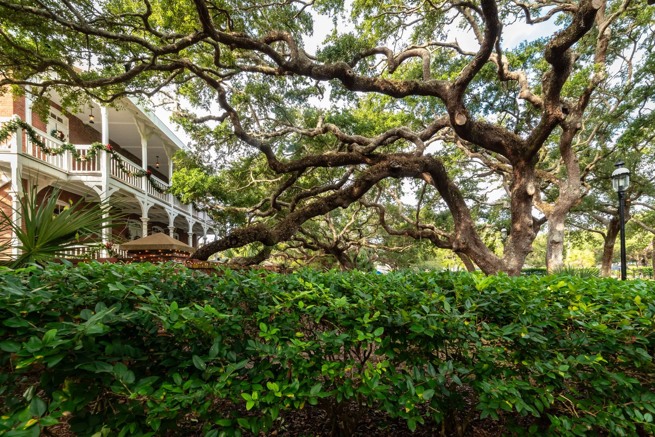 Southern home framed by live oak trees