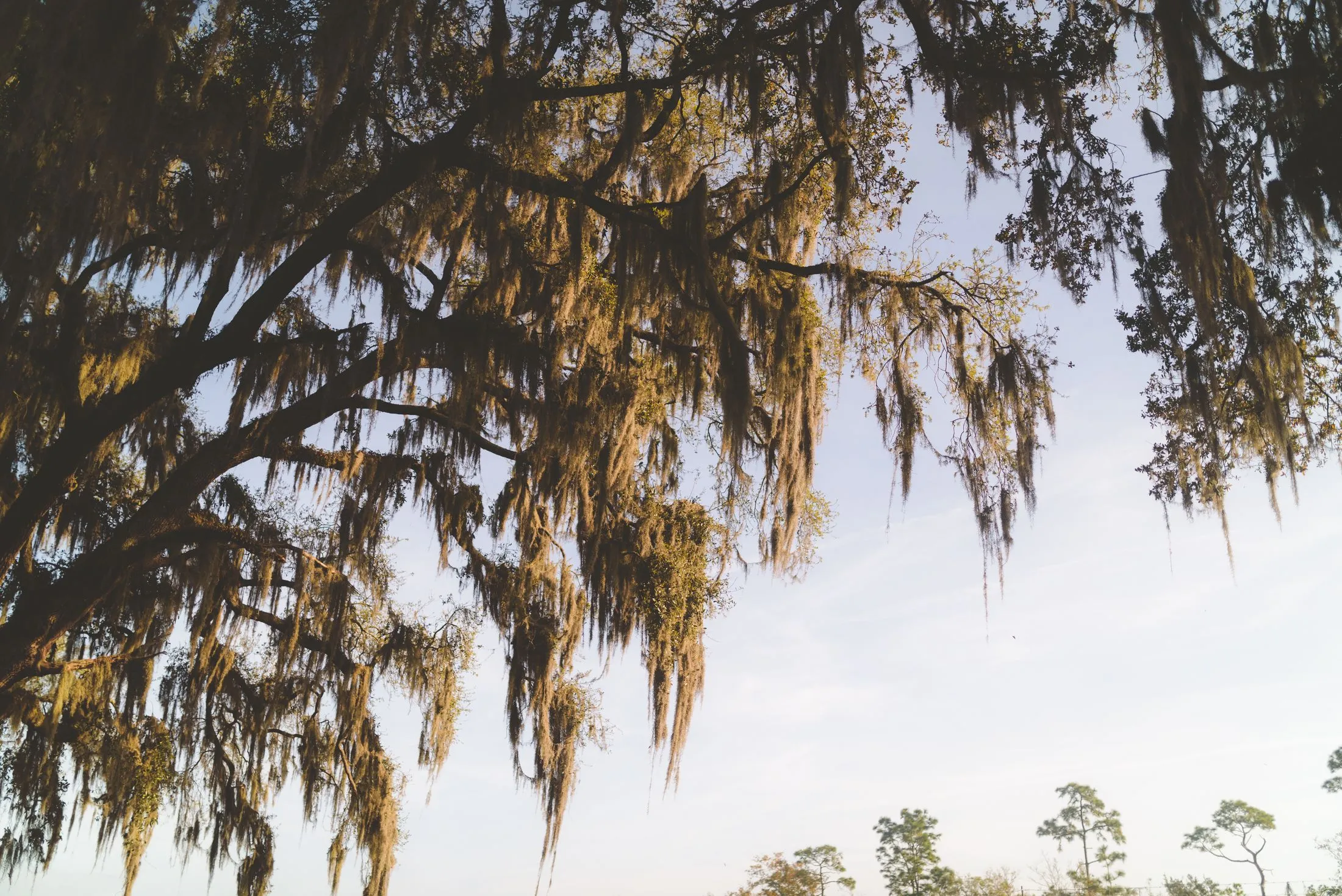 Live oak with Spanish moss